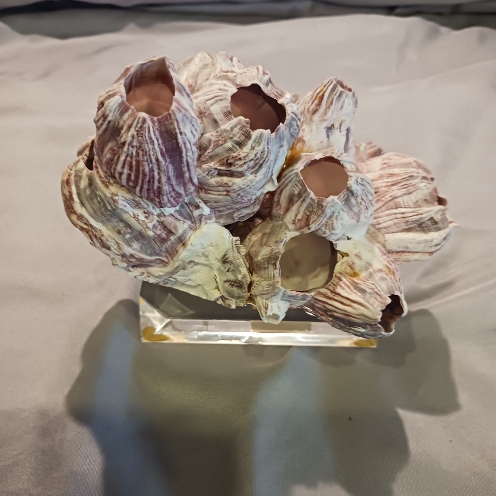 Coral display